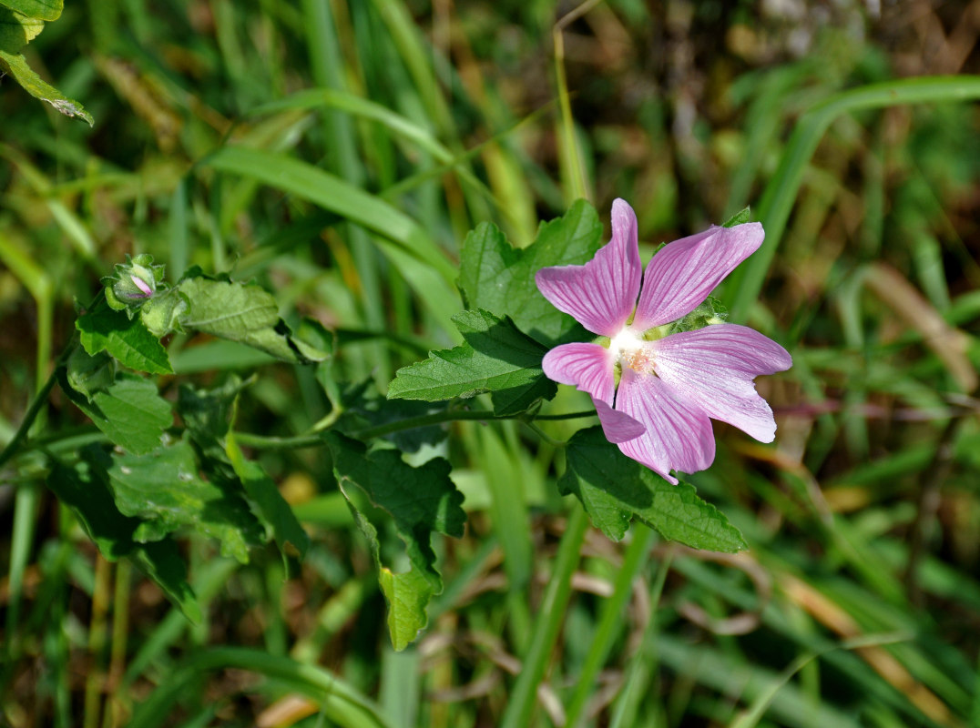 Image of Malva thuringiaca specimen.