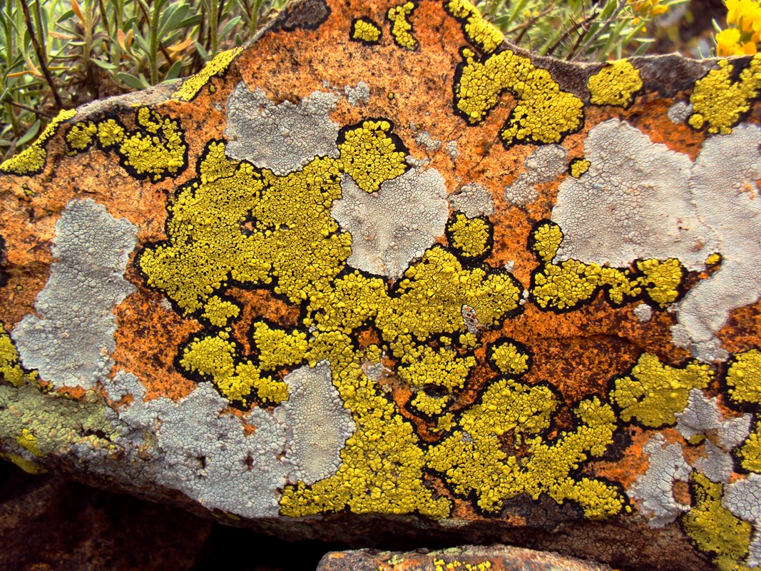Image of genus Rhizocarpon specimen.