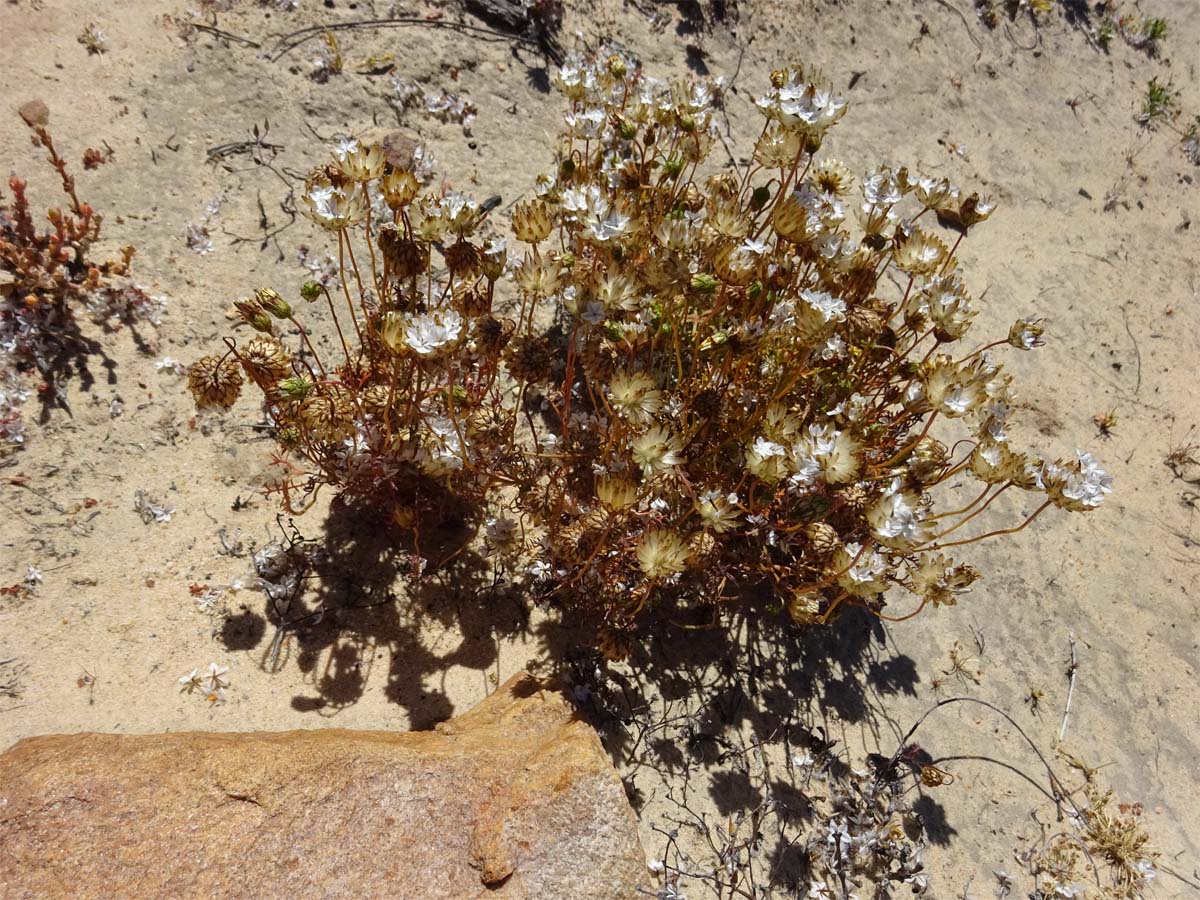 Изображение особи Ursinia anthemoides.