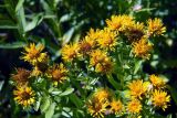 Inula aspera. Верхушки цветущих растений. Донецк, пустырь. 21.06.2018.