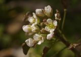 Capsella bursa-pastoris