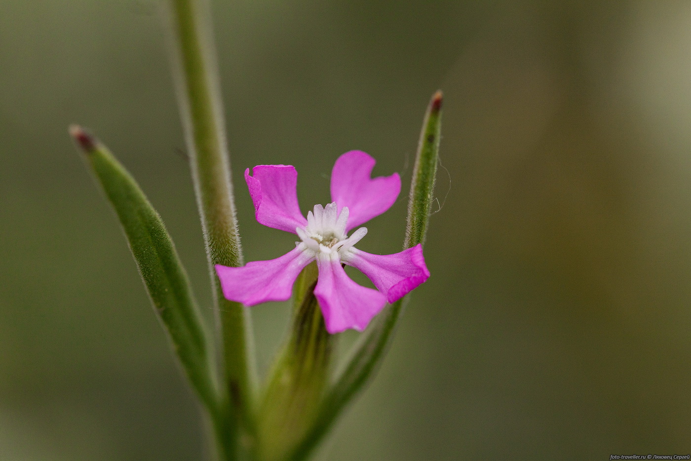 Image of genus Pleconax specimen.