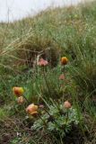 Anemone gortschakowii