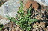 Senecio vulgaris