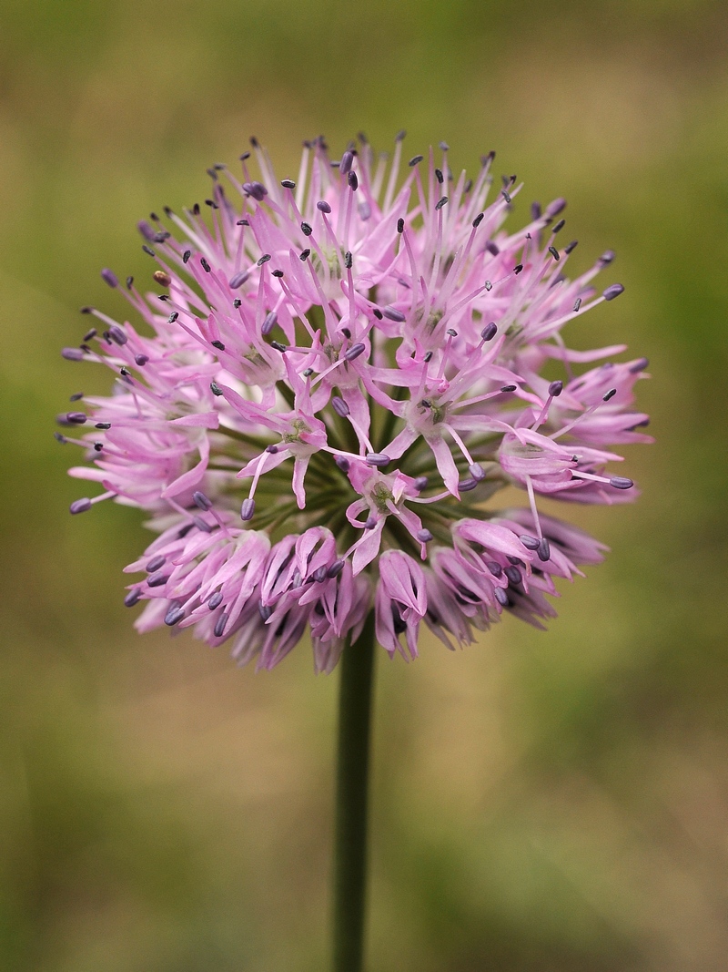 Image of Allium fetisowii specimen.