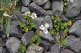 Saxifraga sibirica