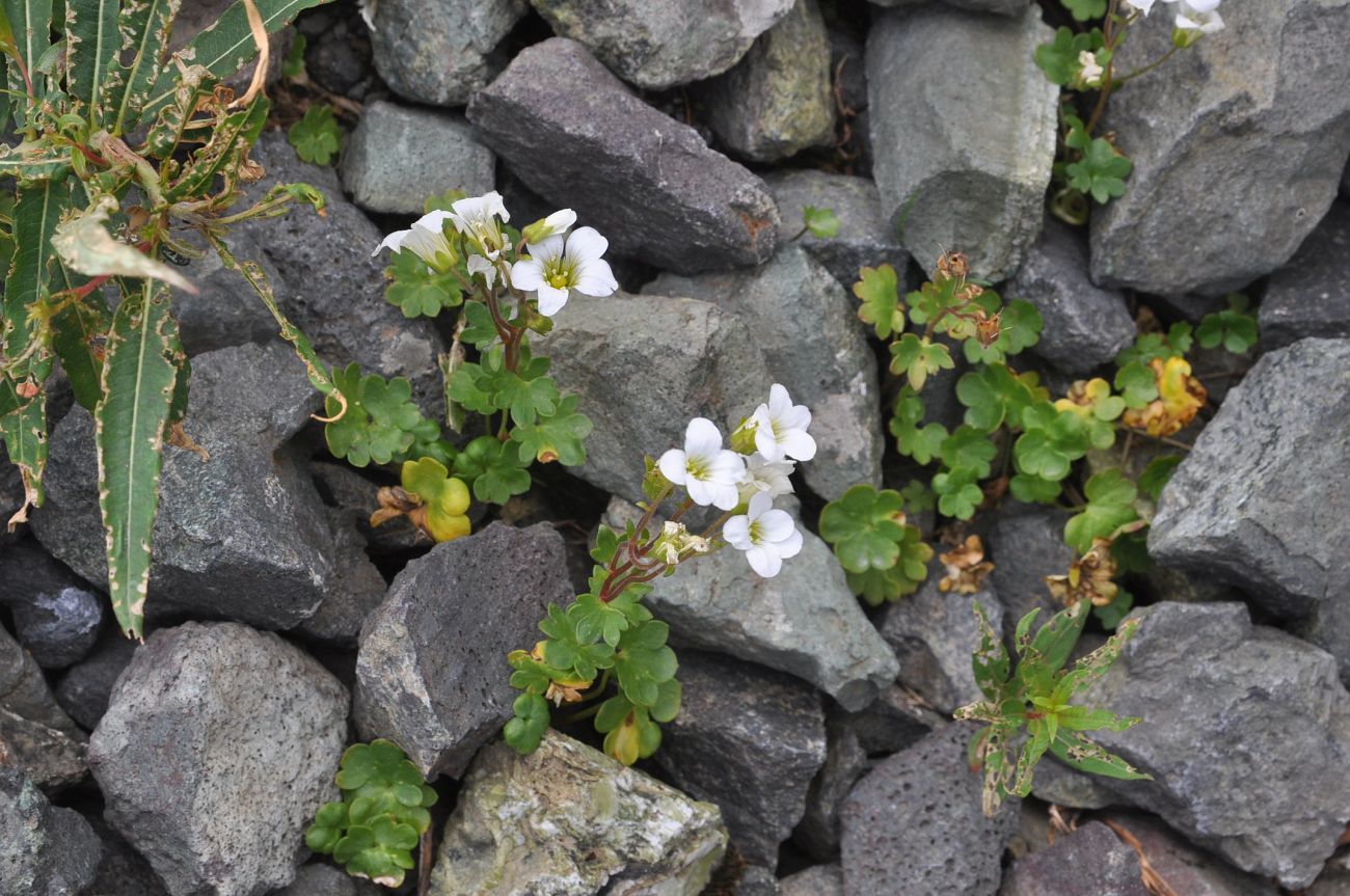 Image of Saxifraga sibirica specimen.