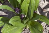 Dactylorhiza aristata