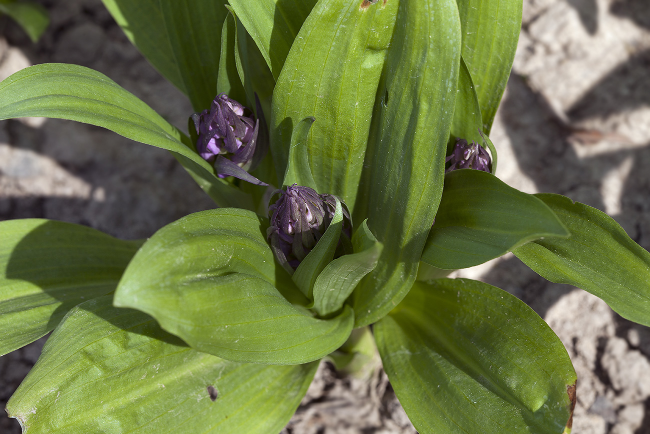 Image of Dactylorhiza aristata specimen.