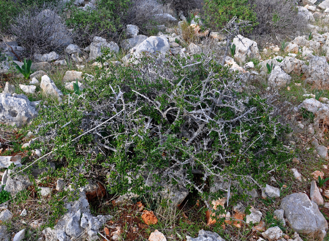 Изображение особи Olea europaea var. sylvestris.