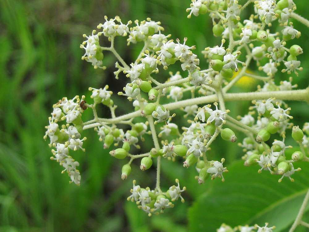 Image of Sambucus kamtschatica specimen.