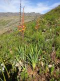 Watsonia tabularis