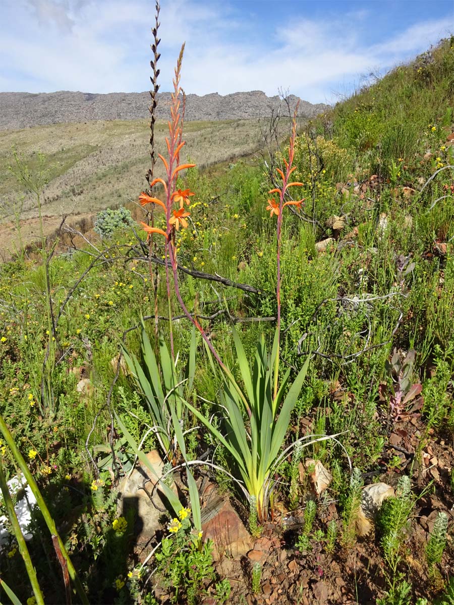 Image of Watsonia tabularis specimen.