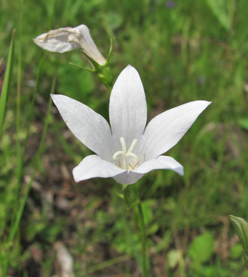 Image of Campanula patula specimen.