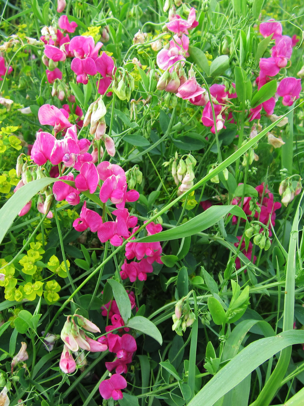 Image of Lathyrus tuberosus specimen.