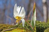 Erythronium caucasicum