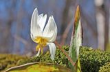 Erythronium caucasicum. Верхушка цветущего растения. Краснодарский край, м/о г. Геленджик, Широкопшадская щель, истоки р. Куаго, высота н.у.м. ~ 700 м., буковый лес, на моховой подушке. 26.03.2019.