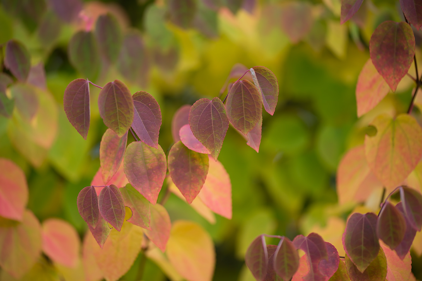 Image of Cercidiphyllum japonicum specimen.