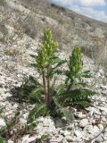 Pedicularis sibthorpii