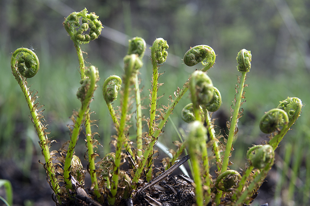 Image of Athyrium filix-femina specimen.