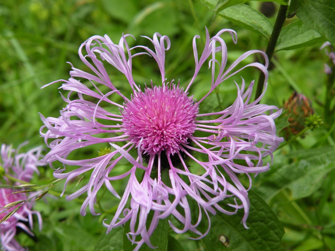 Image of Centaurea carpatica specimen.