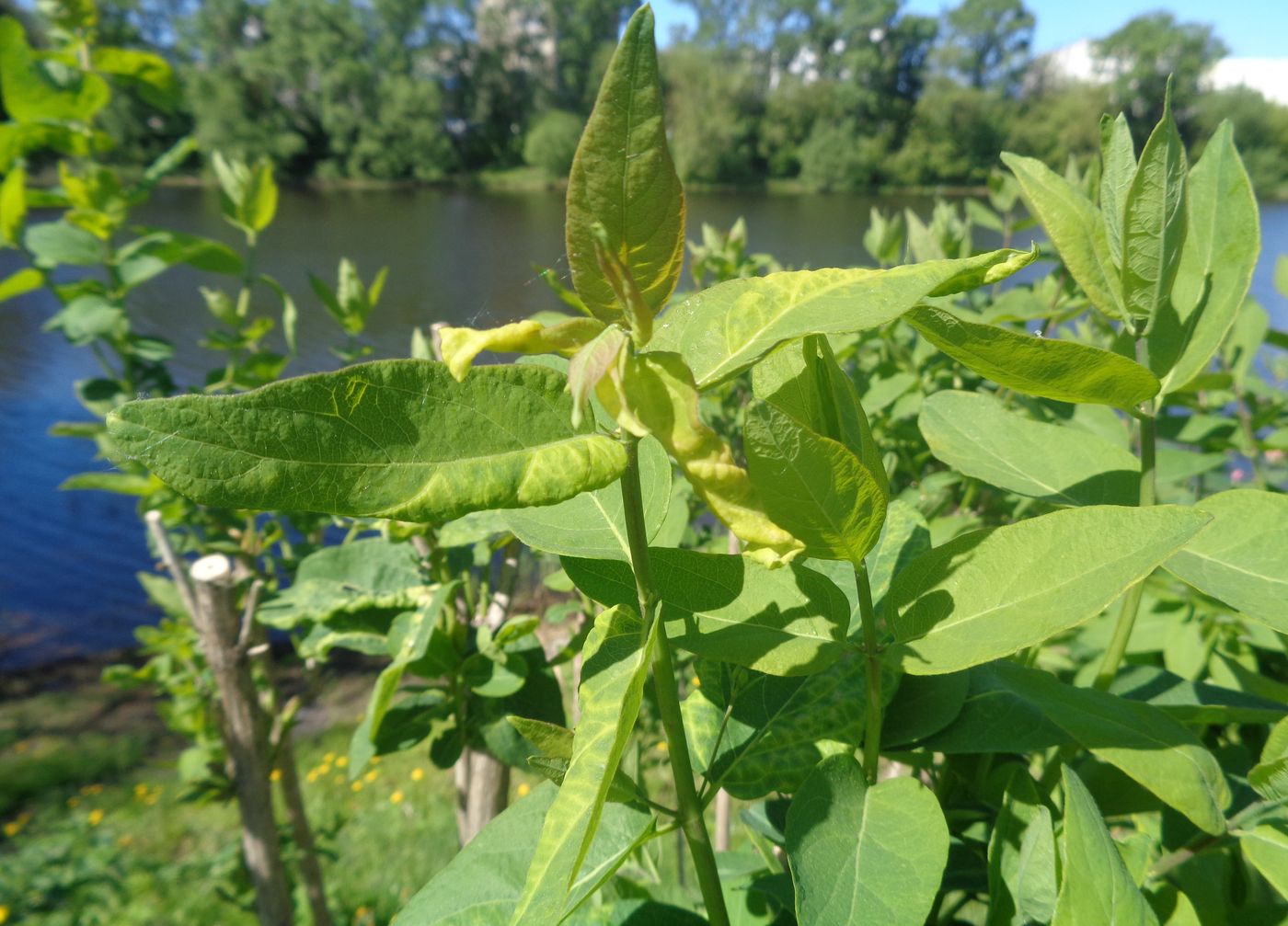 Image of genus Lonicera specimen.