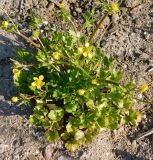 Ranunculus sardous