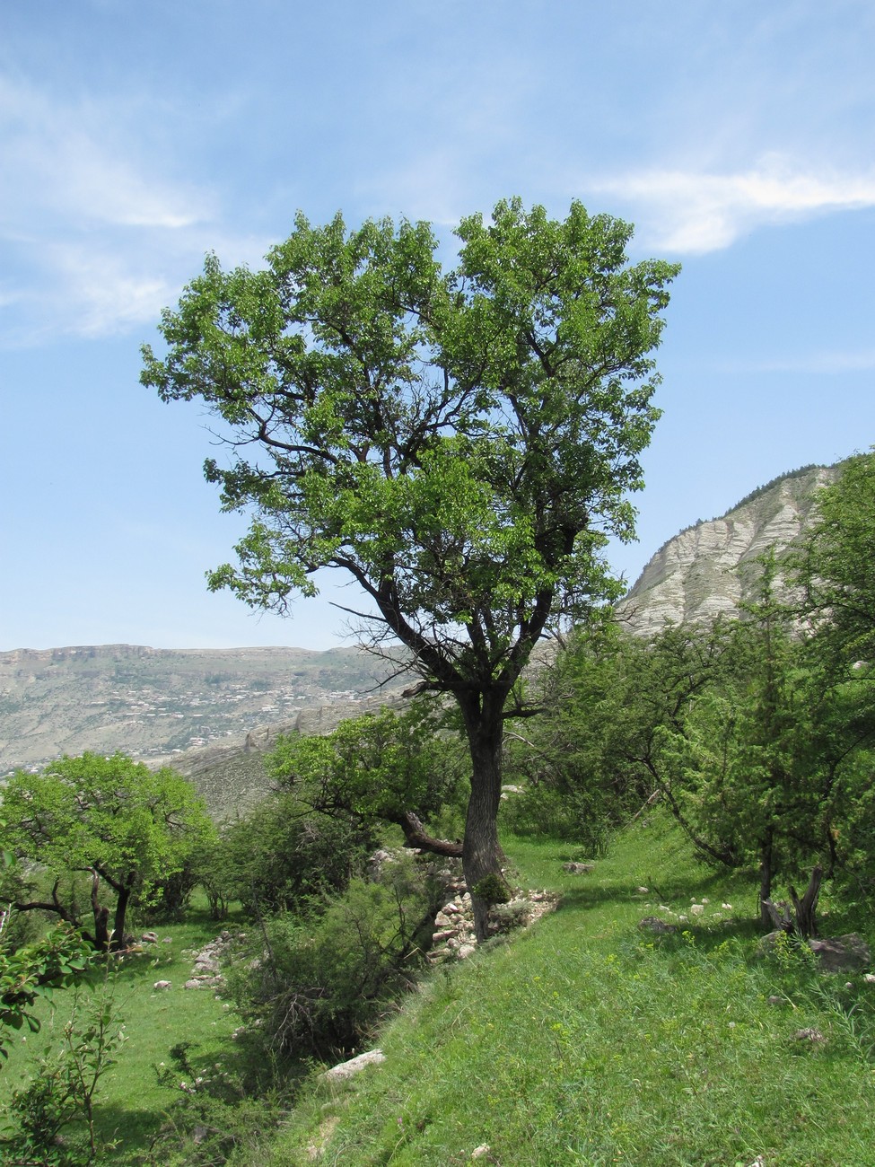 Изображение особи Armeniaca vulgaris.