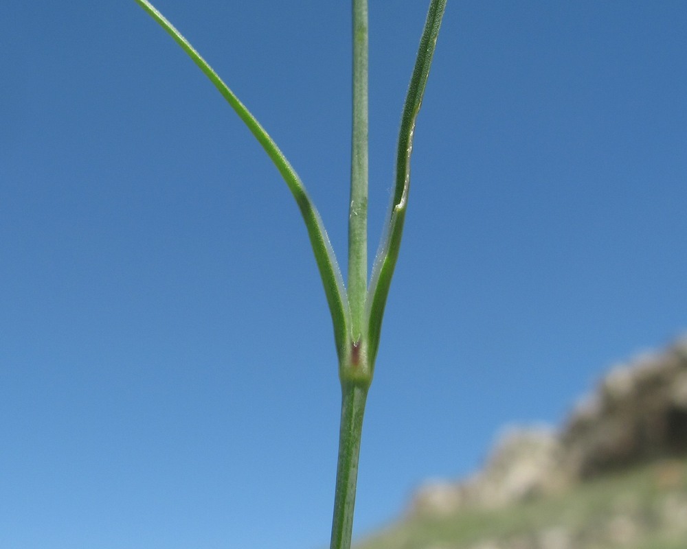 Image of Eremogone holostea specimen.