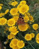 Anthemis tinctoria