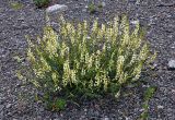 Astragalus katunicus. Цветущее растение. Алтай, Онгудайский р-н, низовья р. Урсул, ≈ 600 м н.у.м., щебнистый склон. 10.06.2019.