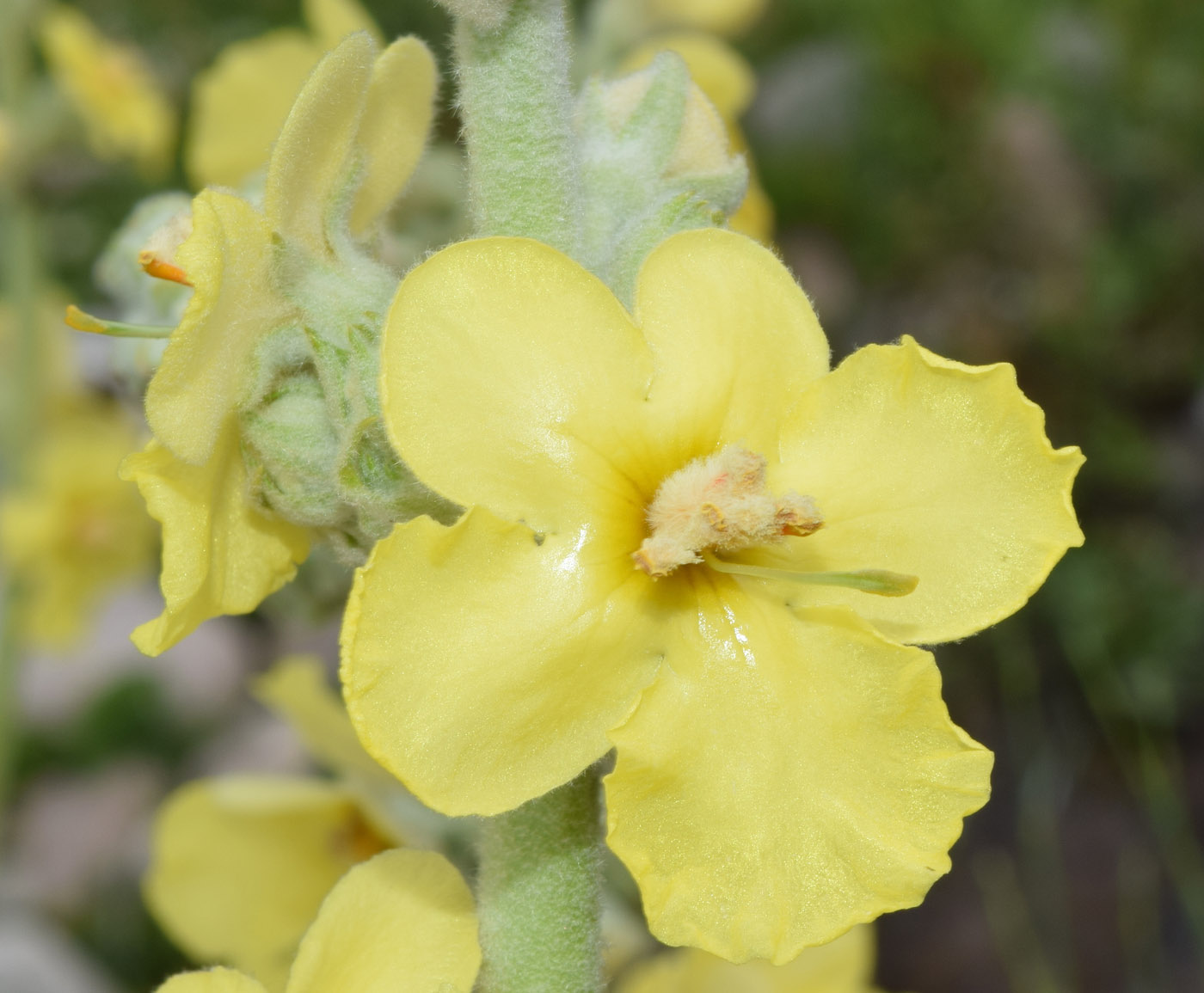 Image of Verbascum songaricum specimen.