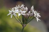 Allium ramosum