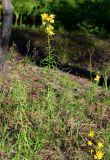 Hieracium umbellatum. Цветущее растение. Ленинградская обл., Лужский р-н, г. Луга, окр. пересечения Старорусской ул. и Железнодорожной ул., сосновый лес, на песчаной почве. 15.08.2019.