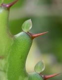 Euphorbia lactea