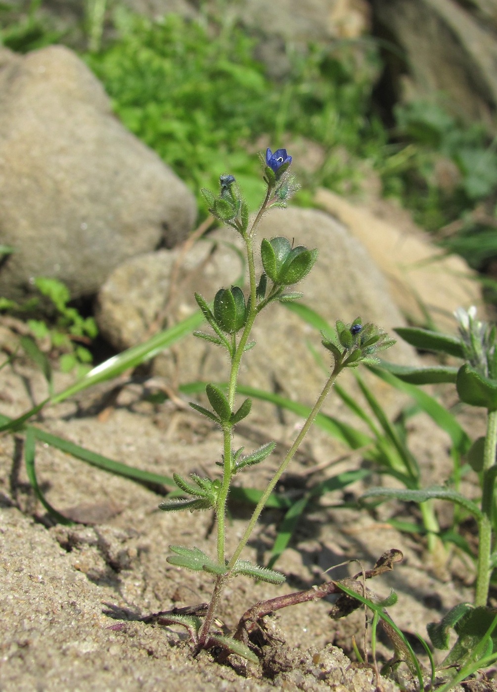 Изображение особи Veronica triphyllos.