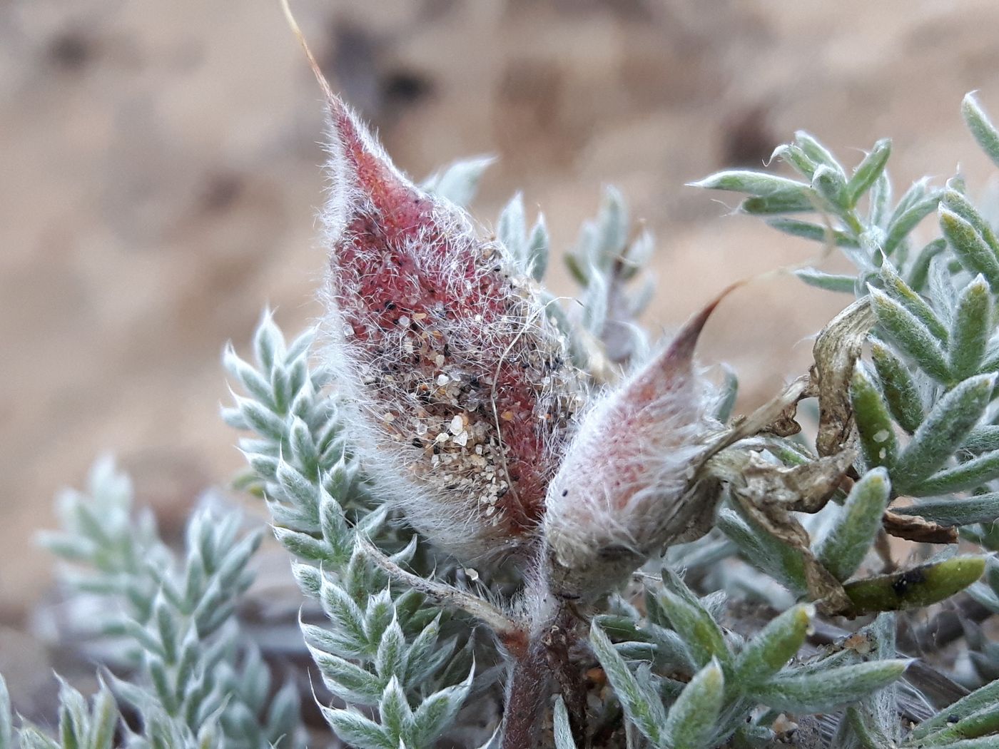 Image of Oxytropis lanata specimen.