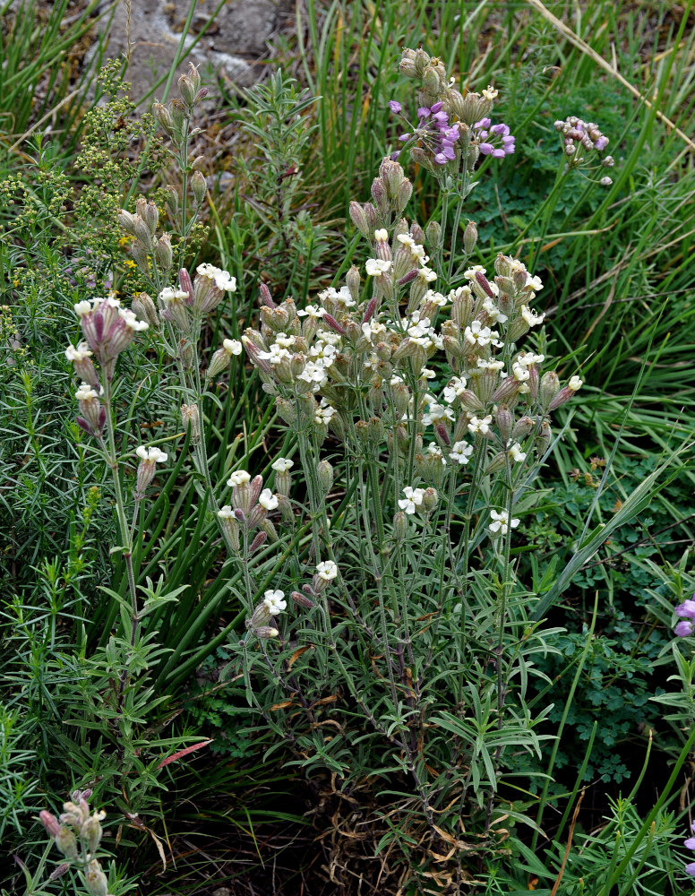 Image of Silene amoena specimen.