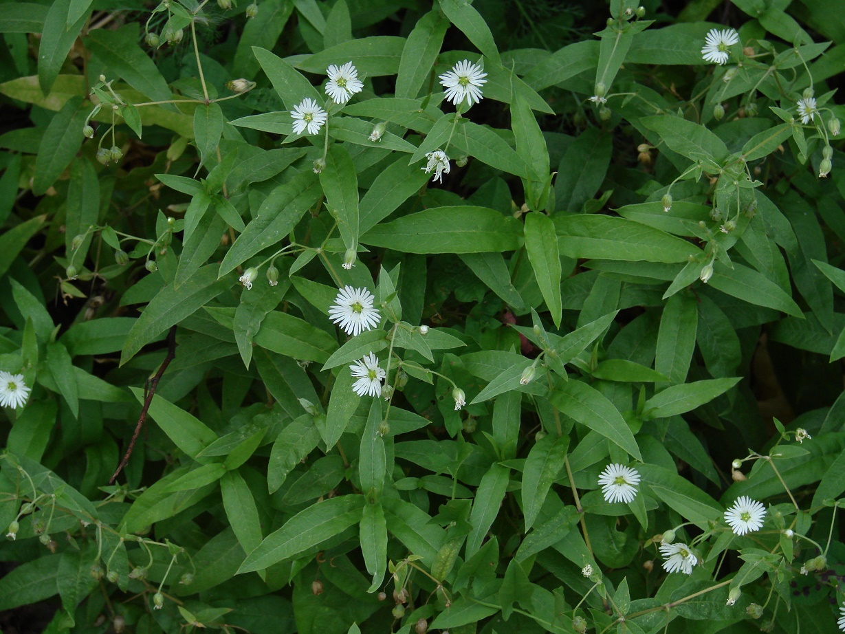 Image of Fimbripetalum radians specimen.