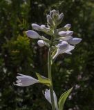 Hosta sieboldiana. Верхушка цветущего побега. Пермский край, г. Пермь, Свердловский р-н, цветник у православного храма. 17.07.2020.