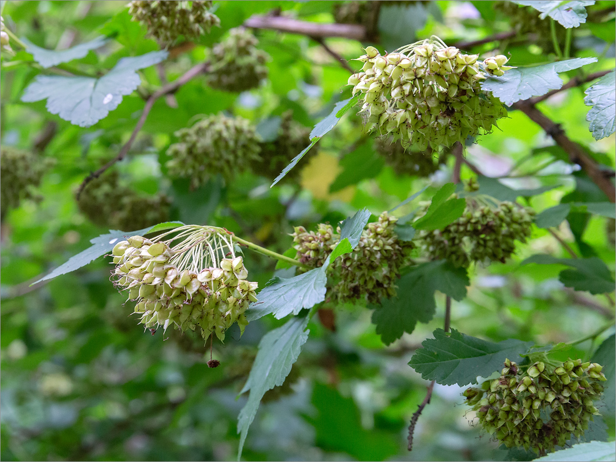 Image of Physocarpus opulifolius specimen.