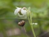 Chimaphila japonica