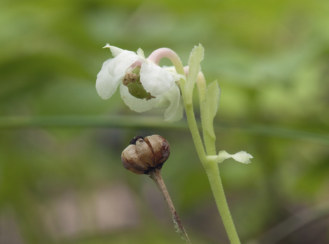 Image of Chimaphila japonica specimen.