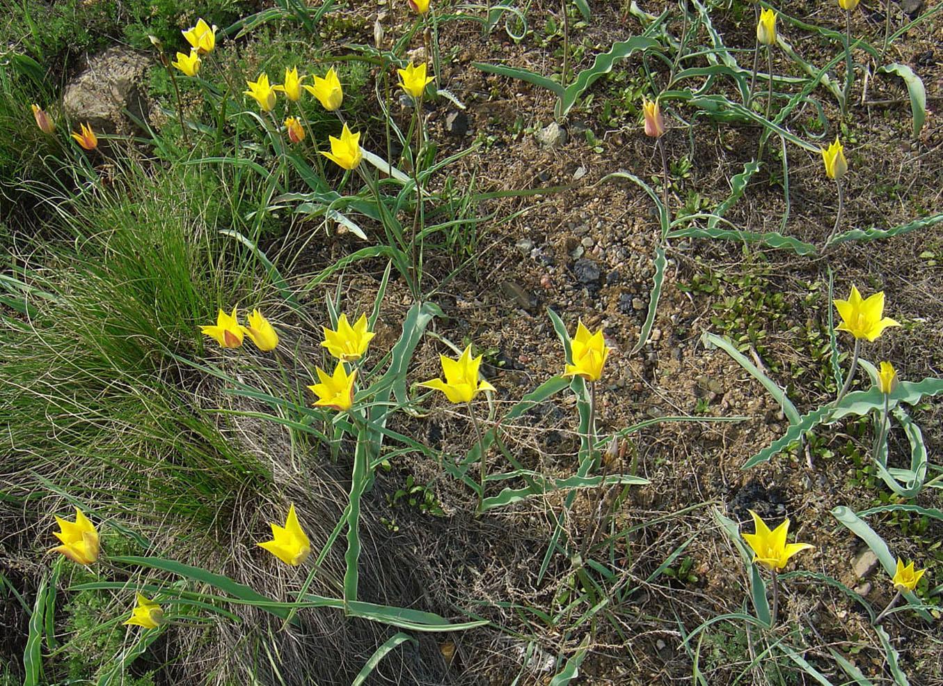 Изображение особи Tulipa altaica.