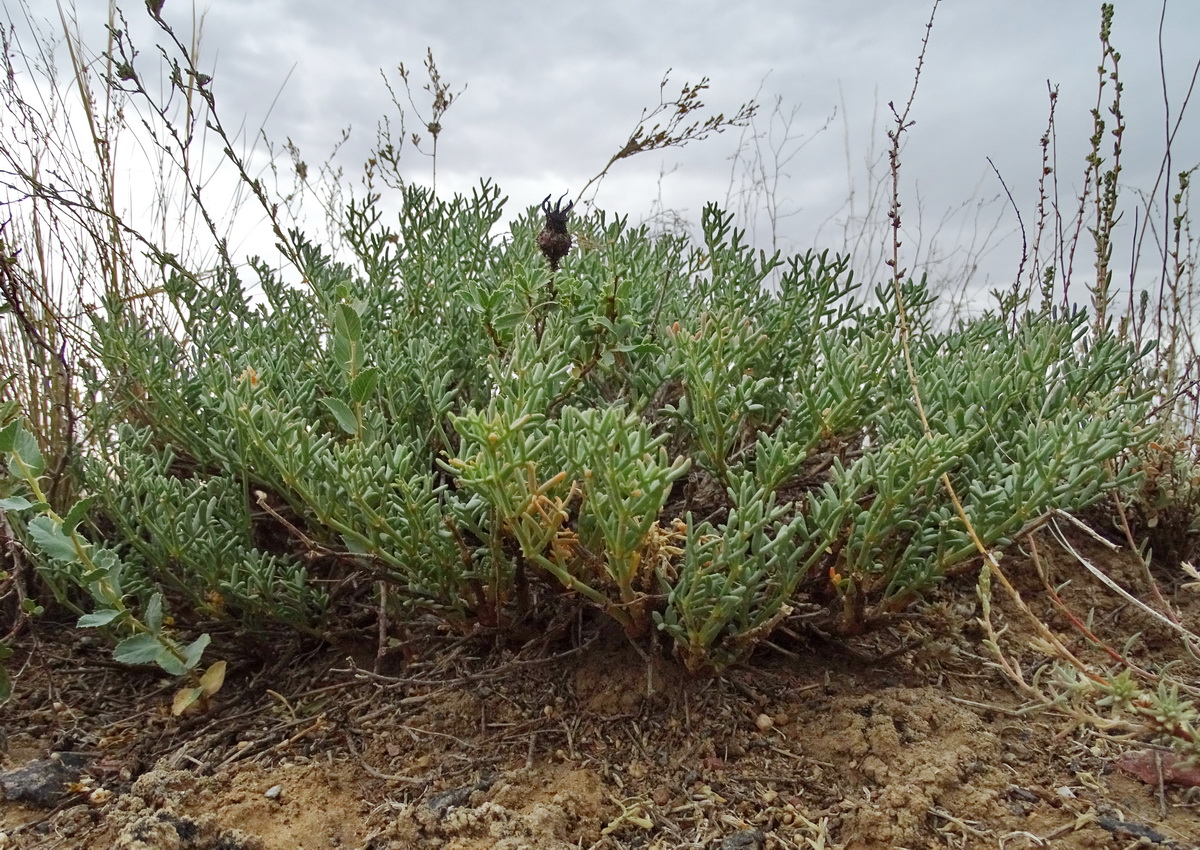 Изображение особи Zygophyllum subtrijugum.