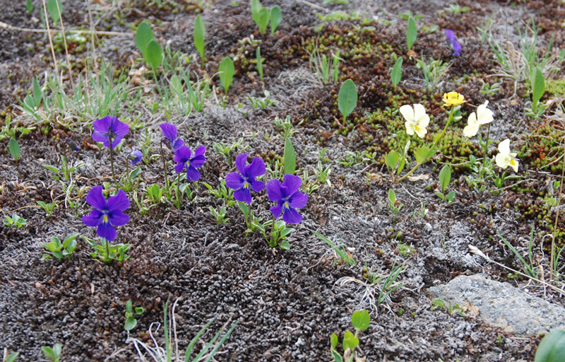 Изображение особи Viola altaica.