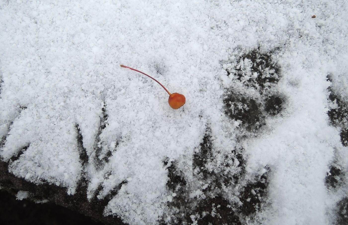 Image of Malus toringo specimen.