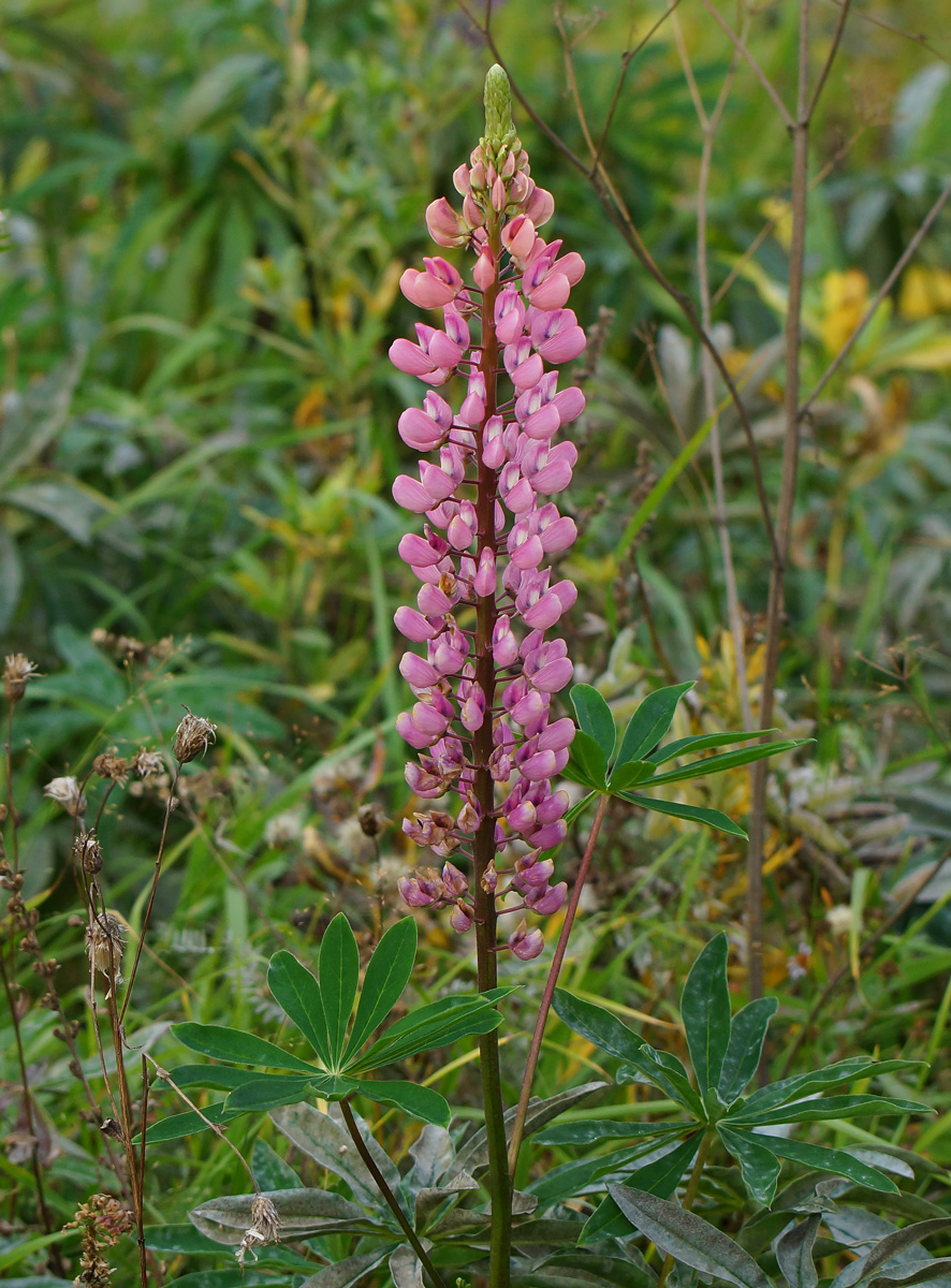 Изображение особи Lupinus &times; regalis.