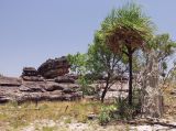 genus Pandanus