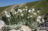 Cerastium biebersteinii